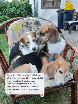 Holky, zítra je poslední den, kdy si můžete koupit naši mikinu Od SRDCE a pomoci tak pejskům, kteří to teď potřebují...